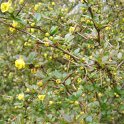 Berberis x hybrido-gagnepainii 'Red Jewel' P12